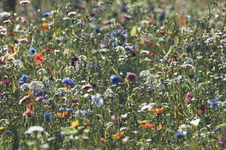 Nadja Jacke, Prado lleno de coloridas flores de verano (Alemania, Europa)