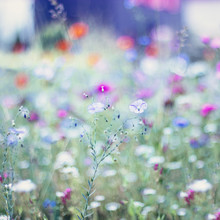 Nadja Jacke, Flax en el prado de flores de verano