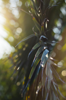 Nadja Jacke, Palmera - hojas de palmera - iluminada por la luz del sol de verano de Formentera - España, Europa)