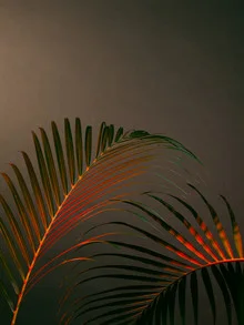 Palms Fever - Fotografía artística de Stéphane Dupin