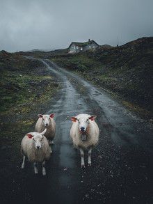 Leo Thomas, emociones de ovejas - Noruega, Europa)