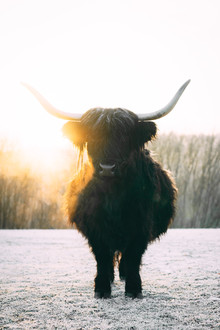 Patrick Monatsberger, Black Highland Cattle (Alemania, Europa)