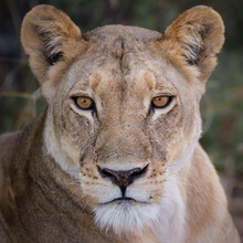 Dennis Wehrmann, Retrato de un león León II (Botswana, África)