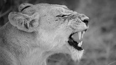 Dennis Wehrmann, El perfil de un león (Botswana, África)