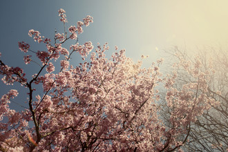 Nadja Jacke, Árbol lleno de flores de cerezo bajo el sol brillante (Alemania, Europa)