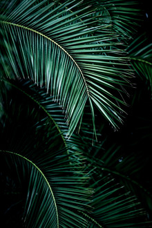 Mareike Böhmer, Palm Leaves 9 - Francia, Europa)