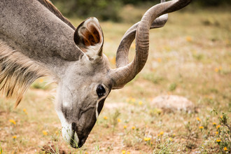 Steffen Rothammel, Antilope (Sudáfrica, África)