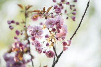 Nadja Jacke, cerezo en flor japonés que florece a la luz del sol (Alemania, Europa)
