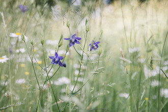 Nadja Jacke, Purple Columbines en el prado de flores de verano (Alemania, Europa)