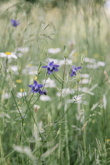 Nadja Jacke, Purple Columbines en el prado de flores de verano (Alemania, Europa)