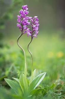 Heiko Gerlicher, orquídea militar