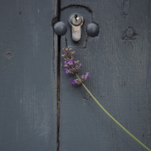 Nadja Jacke, Lavender blossom y blue door (Alemania, Europa)