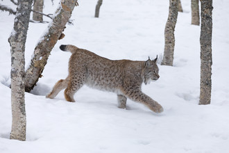 Dirk Heckmann, Lynx en paisaje invernal - Noruega, Europa)