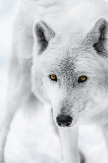 Patrick Monatsberger, El lobo ártico (Alemania, Europa)