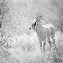 Dennis Wehrmann, bebé Oryx (Sudáfrica, África)