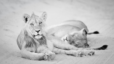 Dennis Wehrmann, barricada de Kalahari - leones relajantes (Botswana, África)