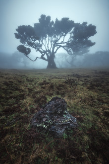 Jean Claude Castor, Bosque de laurisilva de Madeira Fanal con niebla (Portugal, Europa)