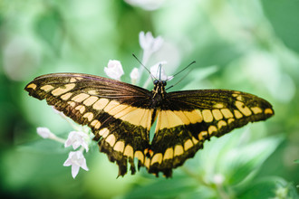 Peter Wey, mariposa cola de golondrina emperador Papilio ophidicephalus