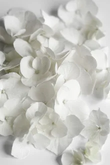 Belleza blanca - Fotografía artística de Studio Na.hili