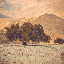 Franz Sussbauer, Árbol en un desierto rocoso - Omán, Asia)