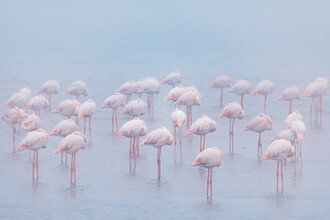 André Straub, Flamingos durmientes - Namibia, África)