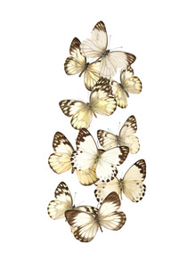 Marielle Leenders, gabinete de rareza, enjambre de mariposas