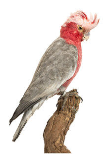 Marielle Leenders, loro pájaro del gabinete de rareza