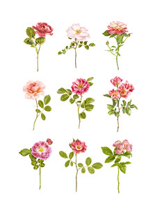 Marielle Leenders, Mezcla de rosas de flores de gabinete Rarity