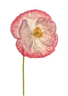 Marielle leenders, gabinete de rareza flor amapola 3