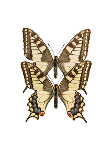 Marielle Leenders, gemela de las mariposas del gabinete de rareza