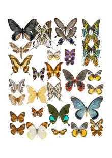 Rarity Cabinet Butterflies Mix 1 - Fotografía artística de Marielle Leenders