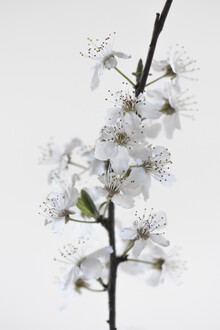 Studio Na.hili, flores blancas