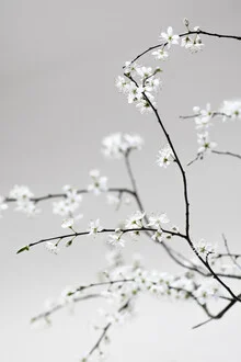 La primavera está en el aire - Fotografía artística de Studio Na.hili