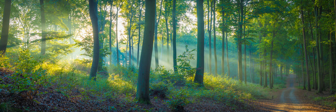 Martin Wasilewski, Panorama del bosque de hayas - Alemania, Europa)