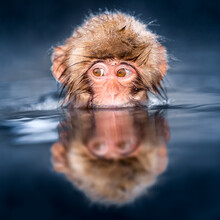 Jan Becke, mono japonés de las nieves bañándose (Japón, Asia)