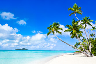 Jan Becke, Hermosa playa con palmeras en Bora Bora en Polinesia Francesa (Polinesia Francesa, Oceanía)