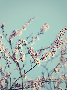 Nadja Jacke, Cerezos en flor con cielo primaveral