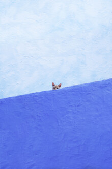 Rupert Höller, Spy Cat - Marruecos, África)