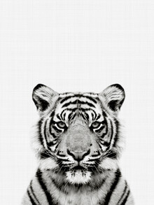 Vivid Atelier, Tiger (Blanco y negro) (Reino Unido, Europa)