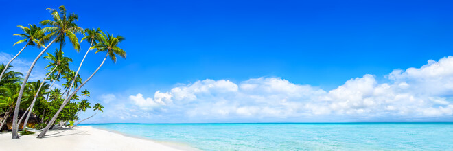 Jan Becke, Panorama de la playa con palmeras en Bora Bora - Polinesia Francesa, Oceanía)