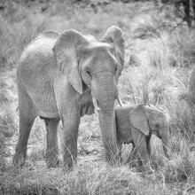 Dennis Wehrmann, madre elefante con bebé - Namibia, África)