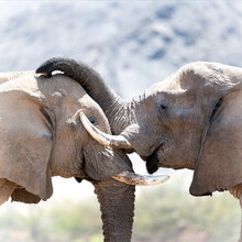 Dennis Wehrmann, Los elefantes aman - Namibia, África)