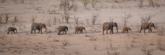 Dennis Wehrmann, Desfile de elefantes Parque Nacional Etosha Namibia - Namibia, África)