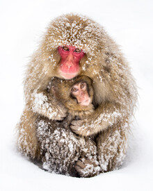 Jan Becke, monos de nieve japoneses (Japón, Asia)