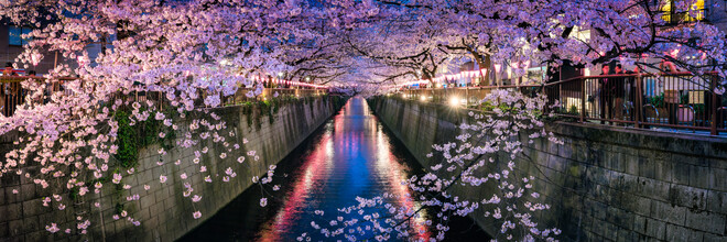 Jan Becke, festival de los cerezos en flor de Nakameguro en Tokio - Japón, Asia)