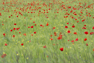Thomas Staubli, Field of poppies (Suiza, Europa)