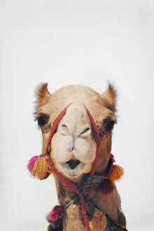 Kathrin Pienaar, camello