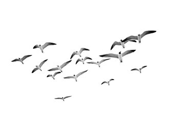 Kathrin Pienaar, pájaros voladores