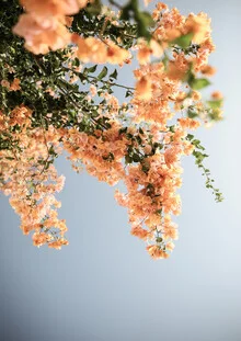 Assos Blooms - Fotografía artística de Shot By Clint