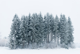 Pekka Liukkonen, Un pequeño bosque nevado - Finlandia, Europa)